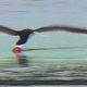 Black Skimmers Feeding Video