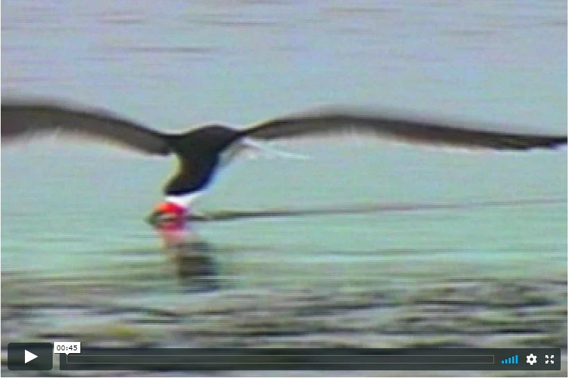 Black Skimmers Feeding Video