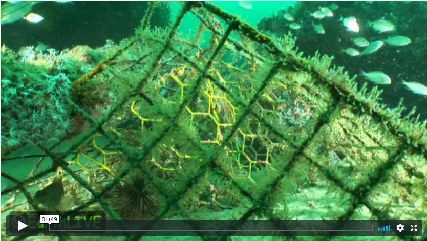 Ghost Fish Traps Video