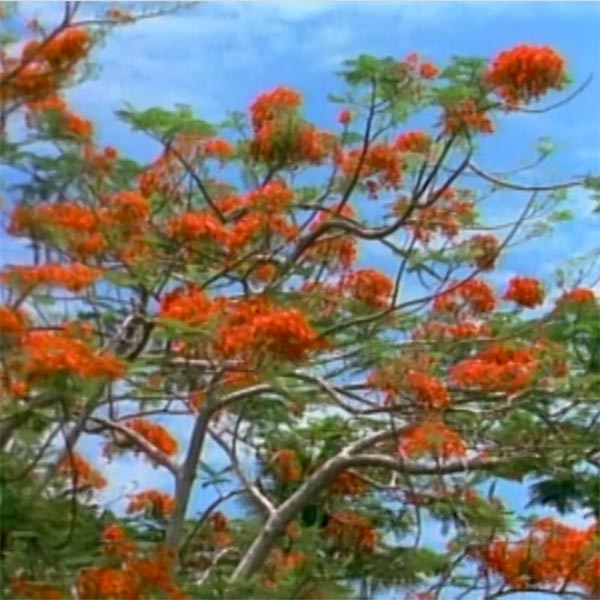 Flowering tree